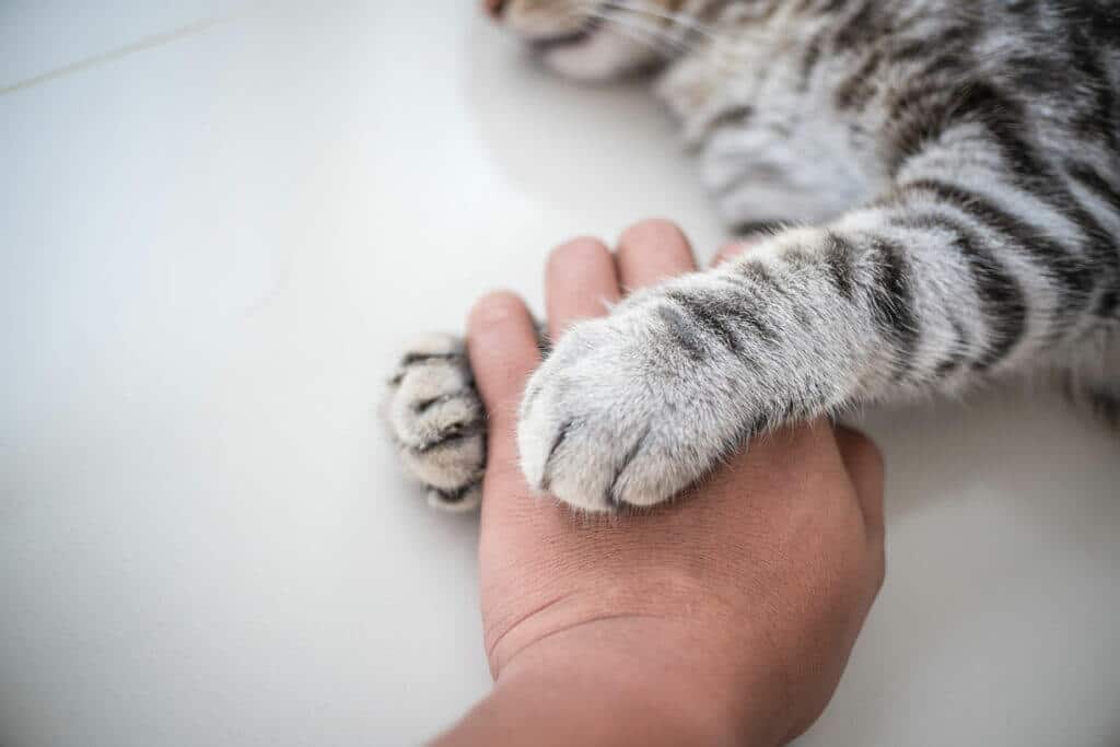 Barn holder kat i hånden