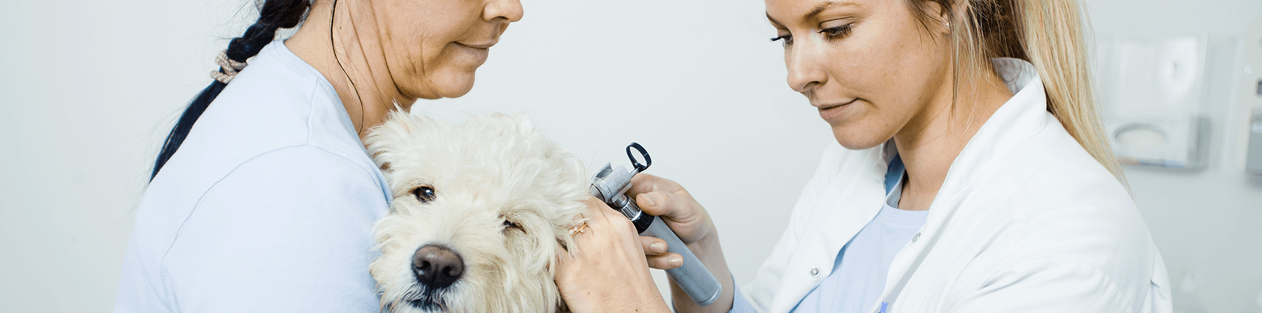 Tandresning af hund hos dyrlægen i Espergærde