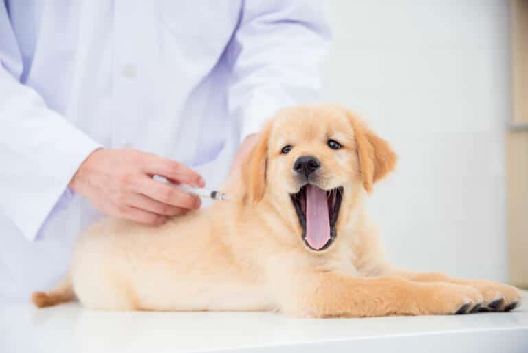 Behandling af hund der får vaccination hos dyrlægen