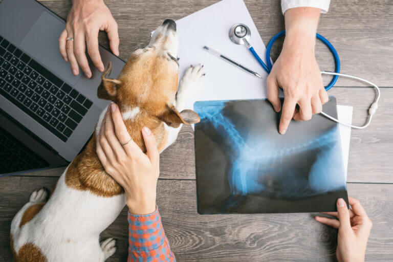 Der kigges på røntgenbillede af hund hos dyrlægen