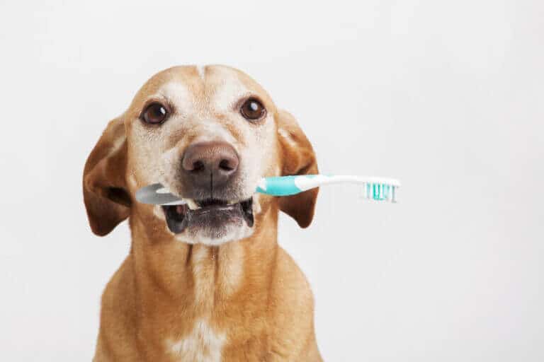 Hund med tandbørste